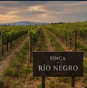 Finca Río Negro vineyard